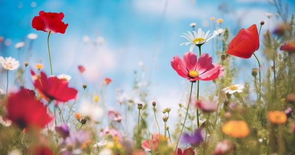 Flowers in a field with red flowers in the foreground