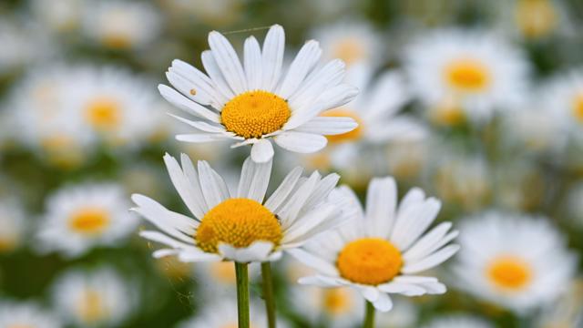 Close up dandelion flowers in a field