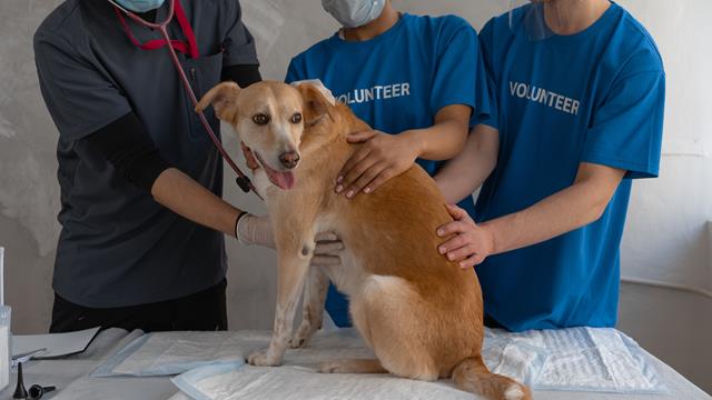 volunteers performing Canine first aid