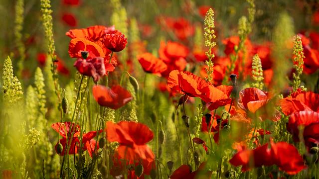 collection of poppies 